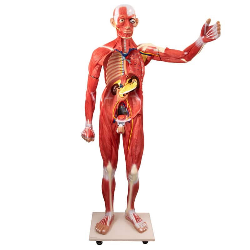 Disassemblable Human Body Model