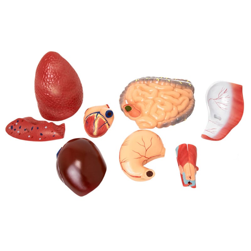 Disassemblable Human Body Model