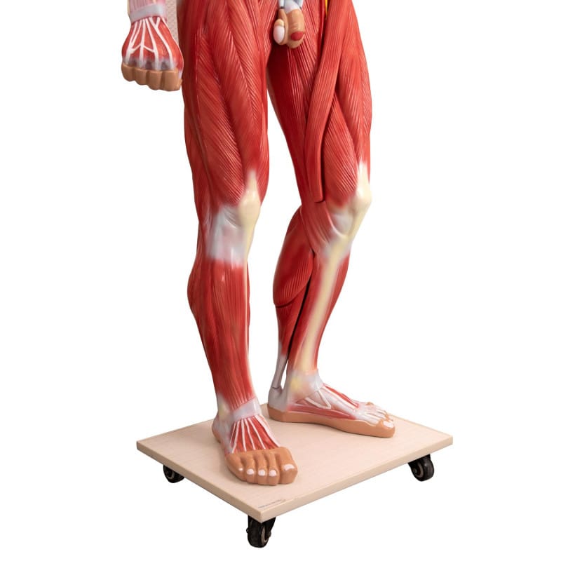 Disassemblable Human Body Model