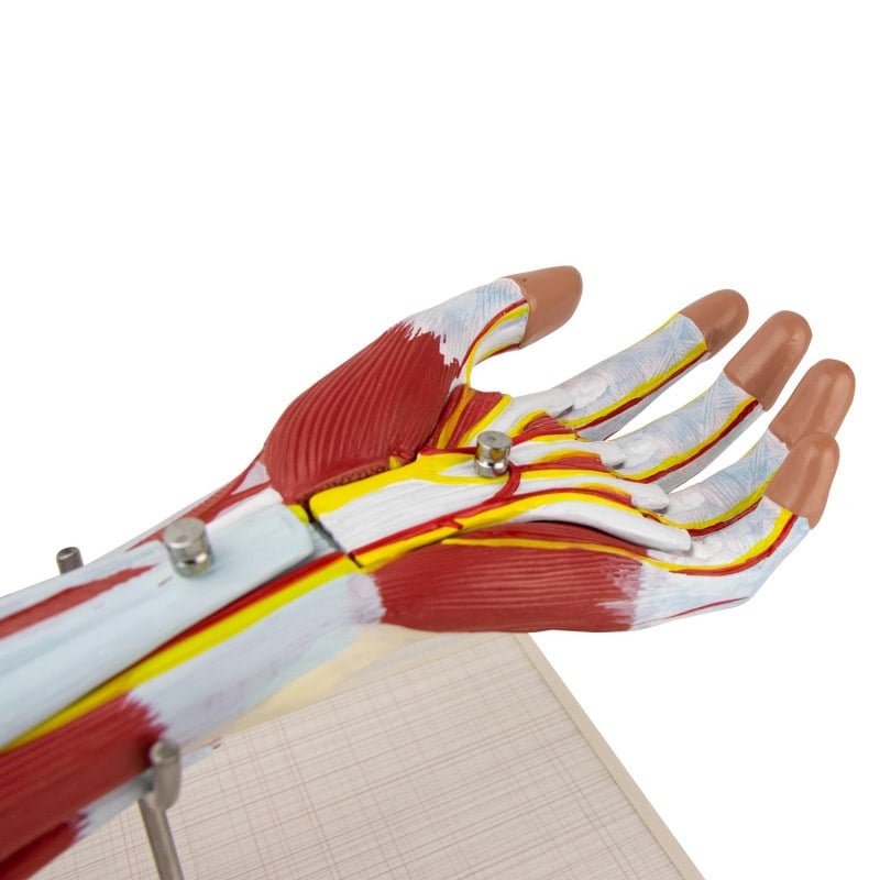 Arm Musculature Model