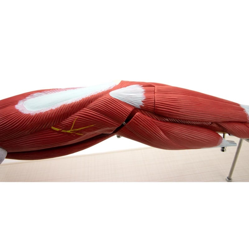 Arm Musculature Model
