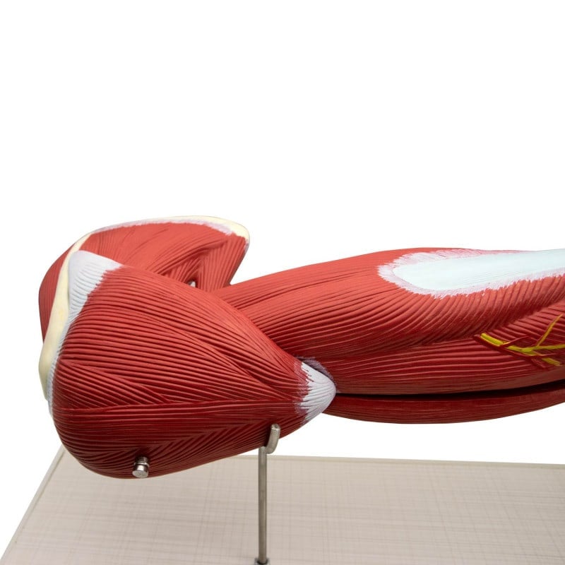 Arm Musculature Model