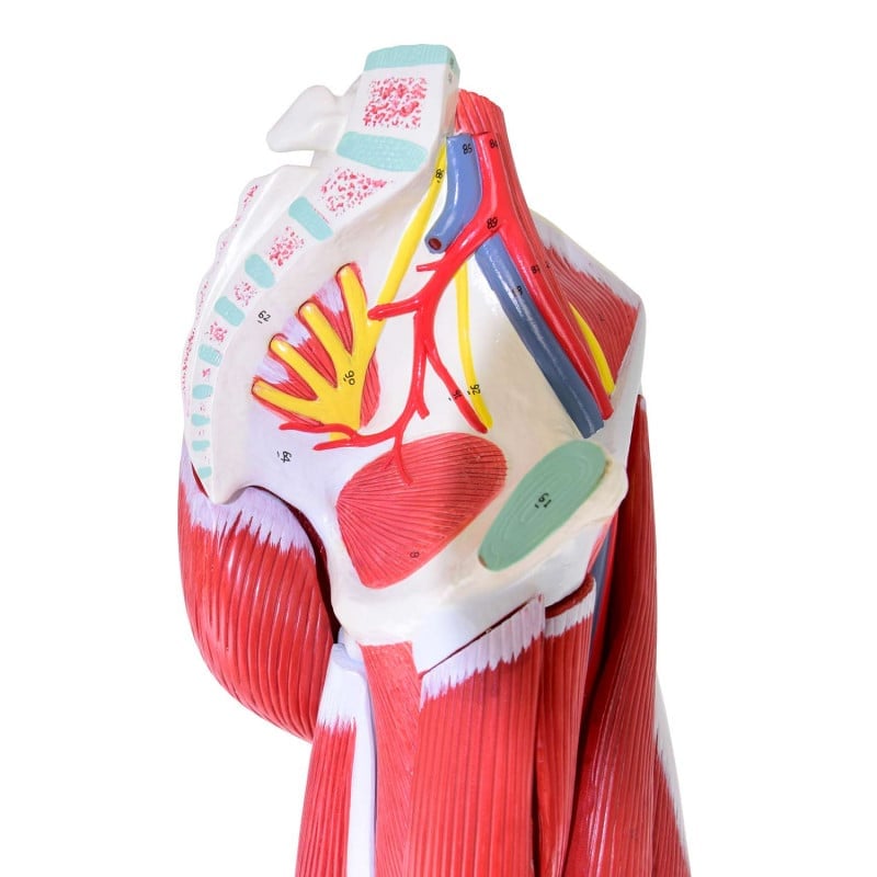 Leg Musculature Model