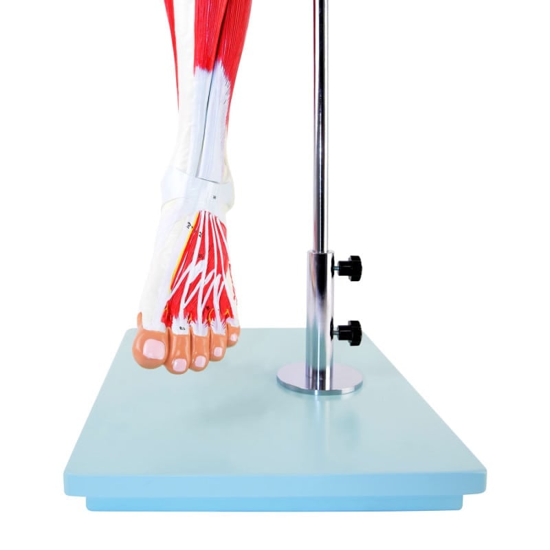 Leg Musculature Model