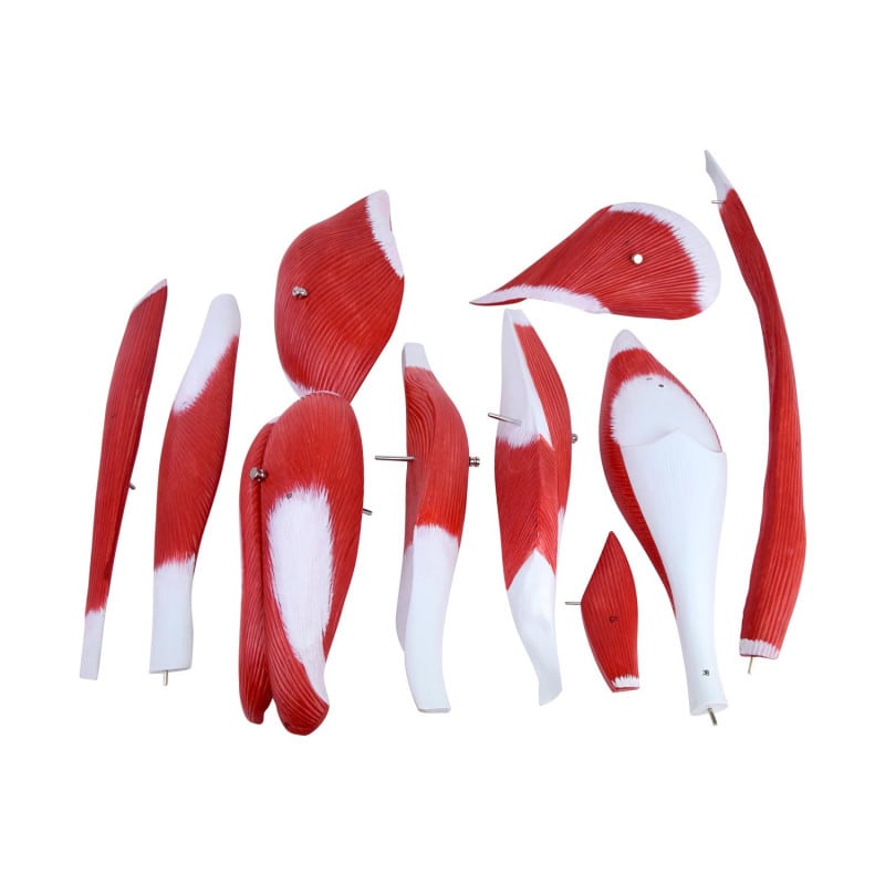 Leg Musculature Model