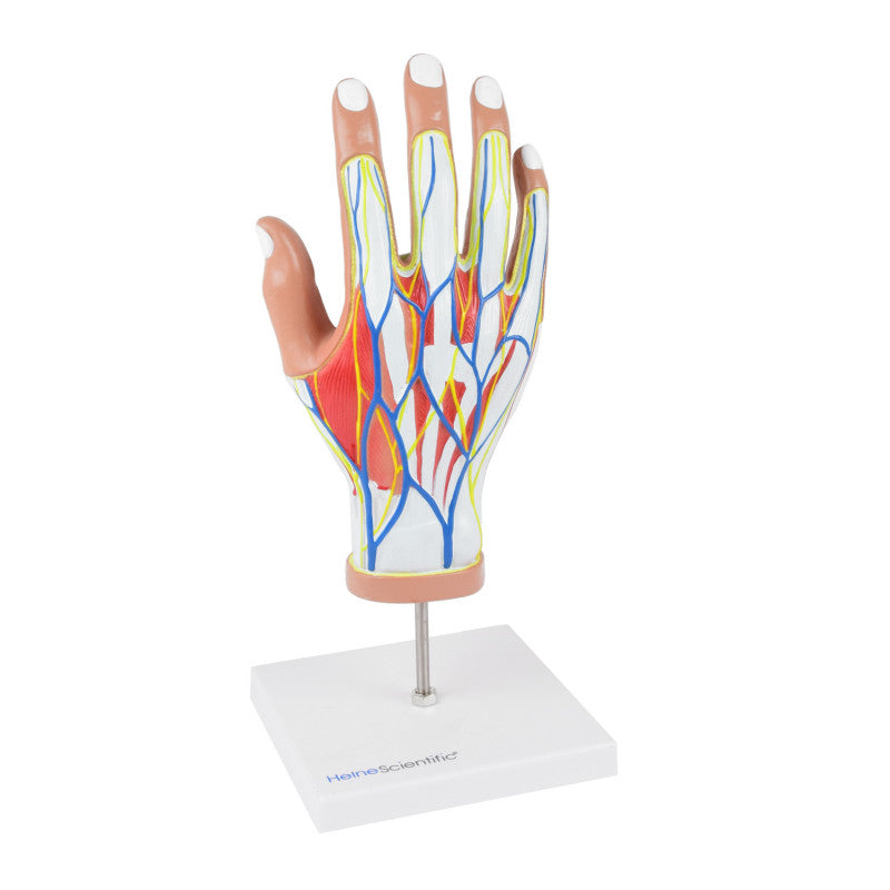 4-Part Hand Model