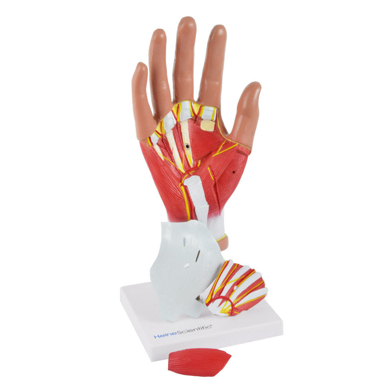 4-Part Hand Model