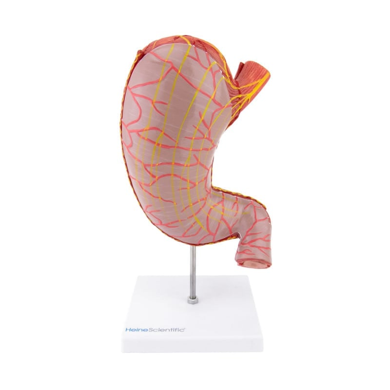 Stomach Model, 2 part
