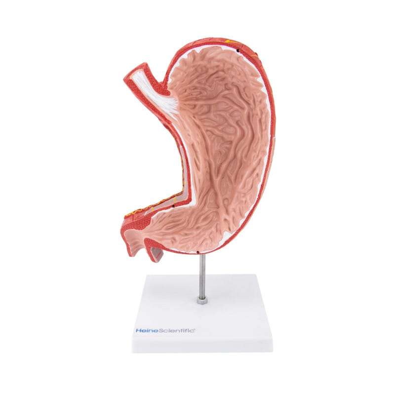 Stomach Model, 2 part
