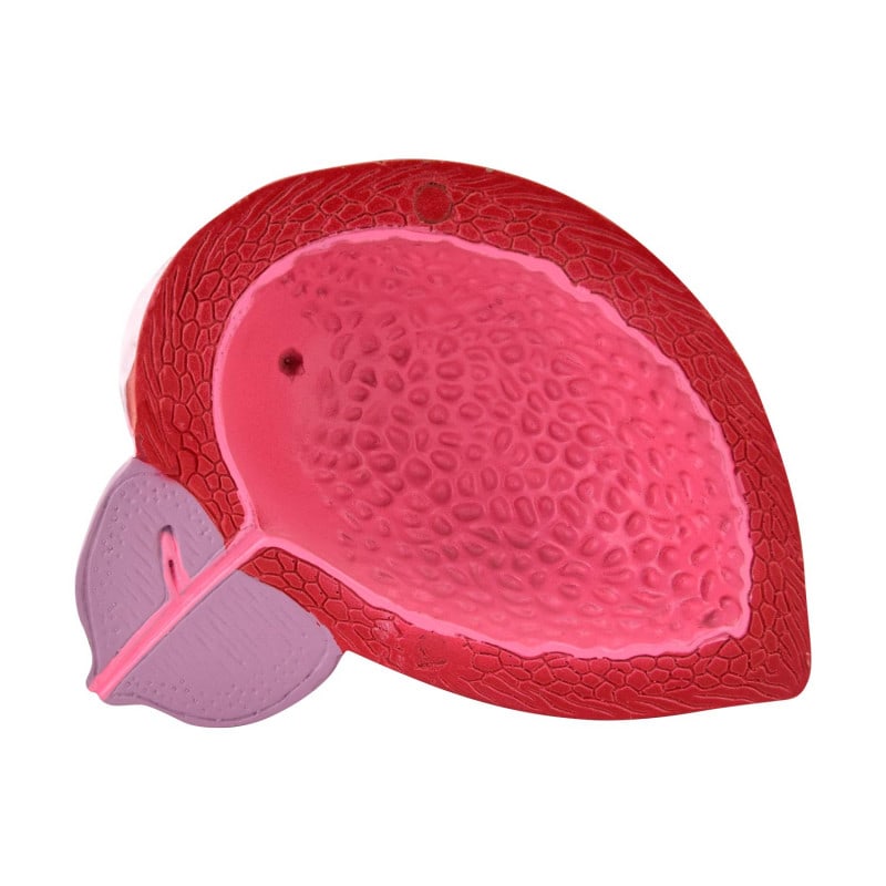 Male Bladder Model