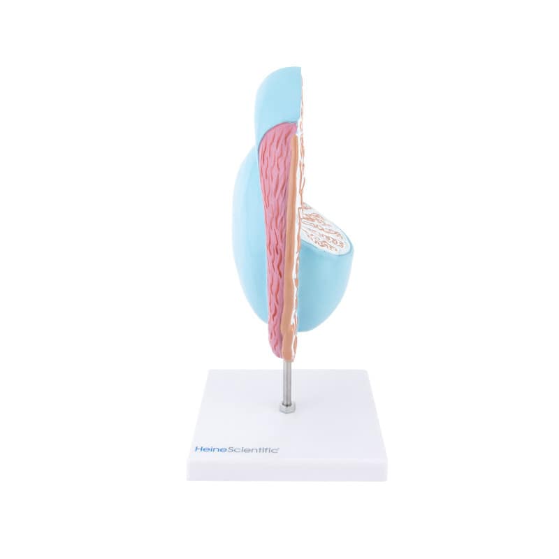Testicle Model