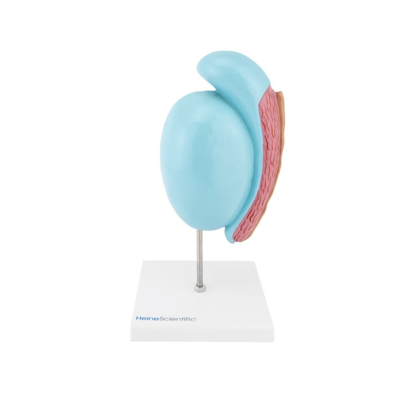 Testicle Model