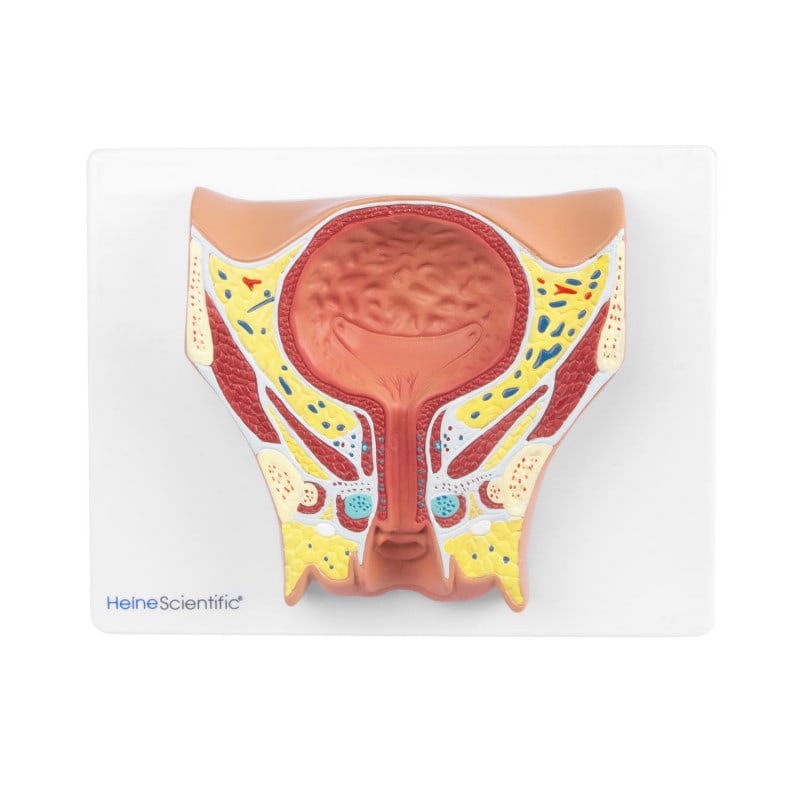 Female Bladder Model
