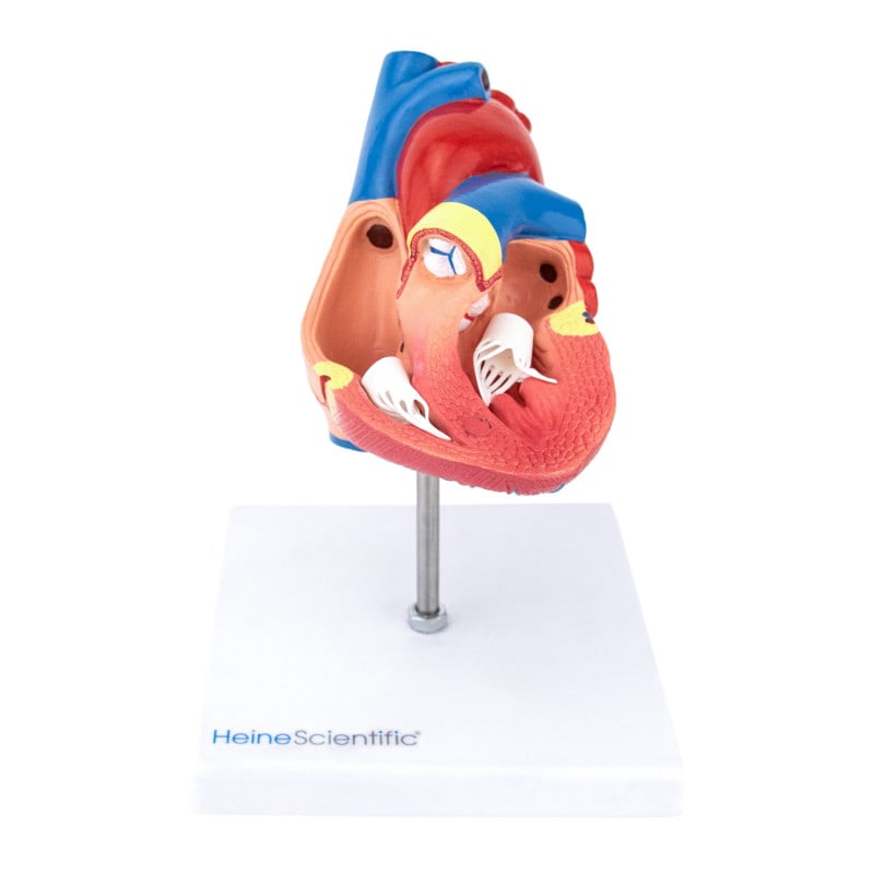 2-Part Heart Model
