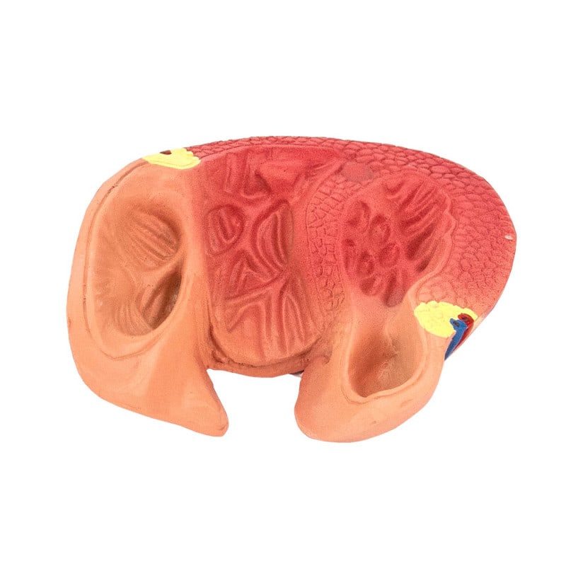 2-Part Heart Model