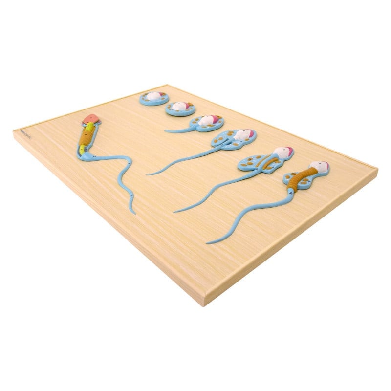 Spermatogenesis Model