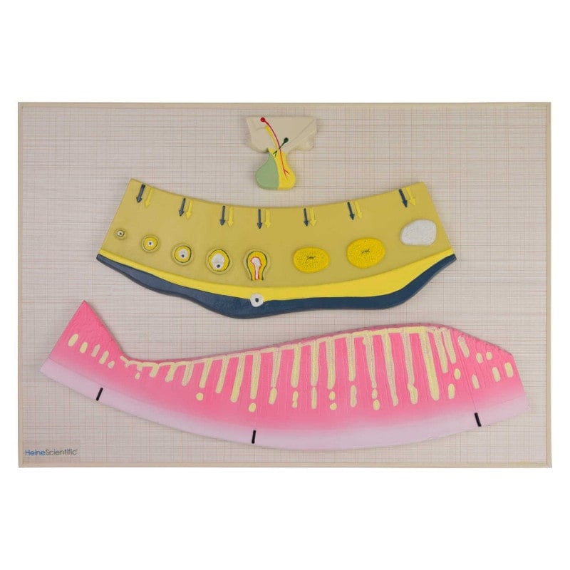Model of Female Hormonal Cycle