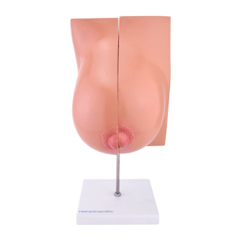Lactating Breast Model