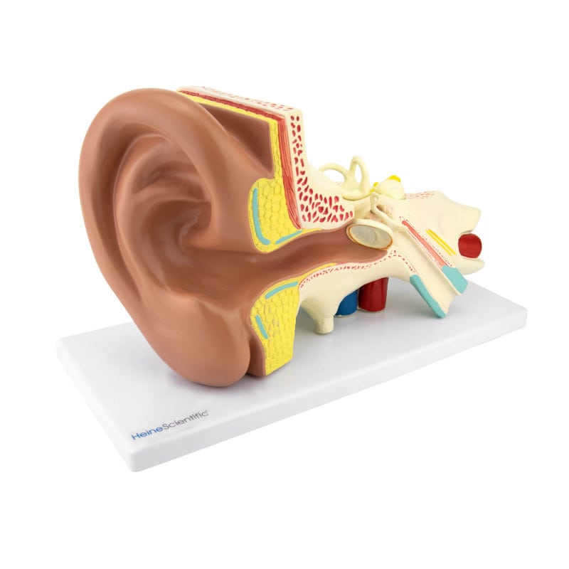 4-Part Ear Model