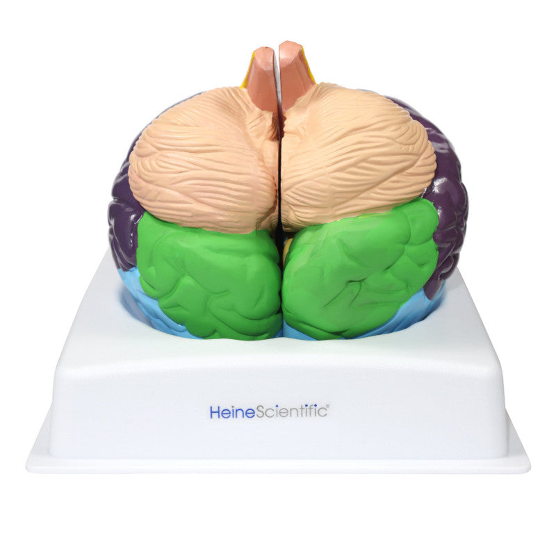 Brain Model with Brodmann Areas