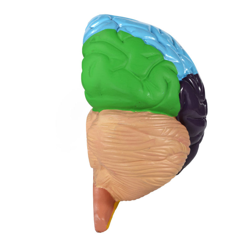 Brain Model with Brodmann Areas