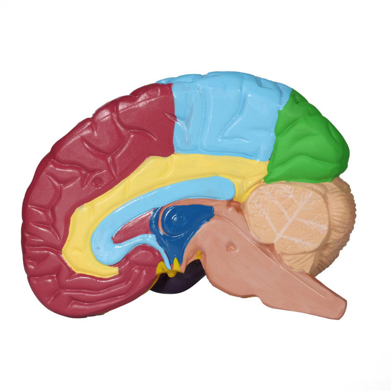 Brain Model with Brodmann Areas