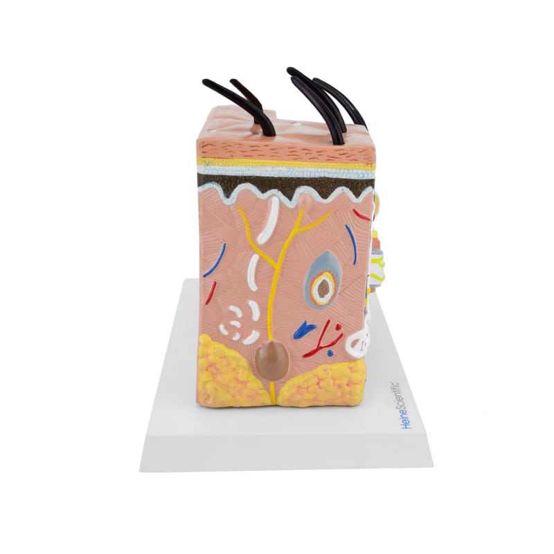 Skin Model