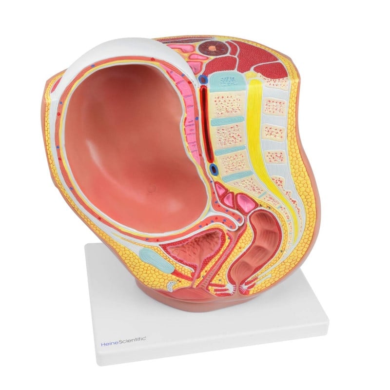 Pregnancy Model, 40th Week