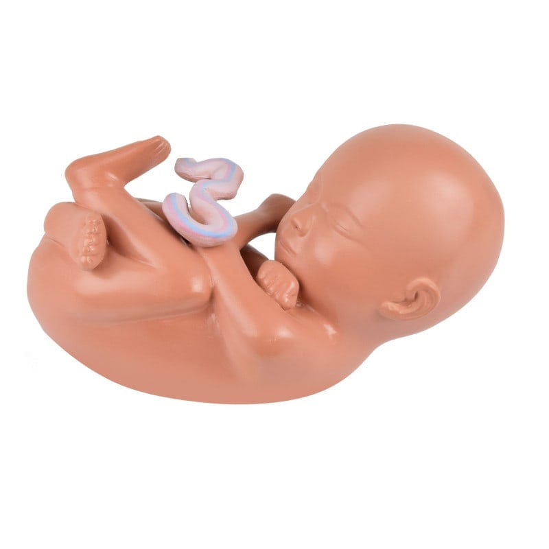 Pregnancy Model, 40th Week
