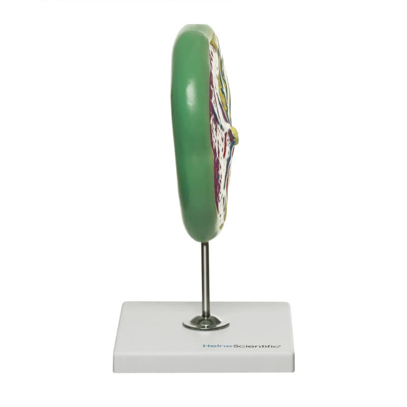 Placenta Model