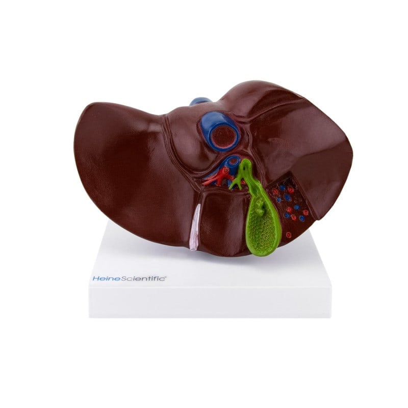 Model of Liver and Gall Bladder