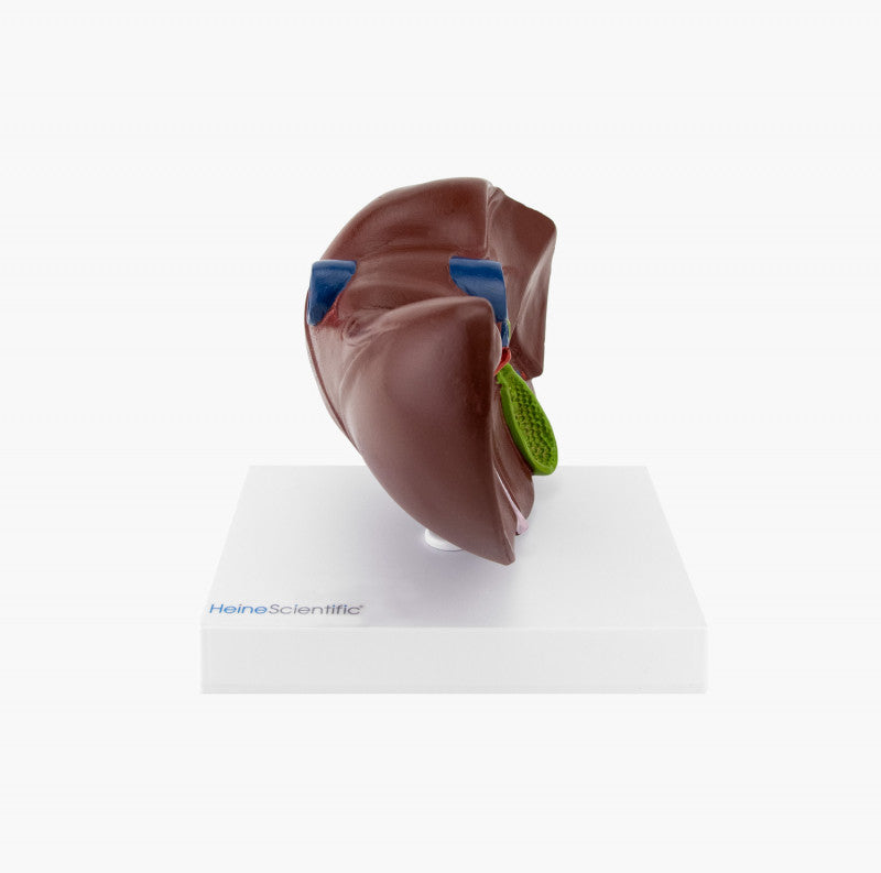 Model of Liver and Gall Bladder
