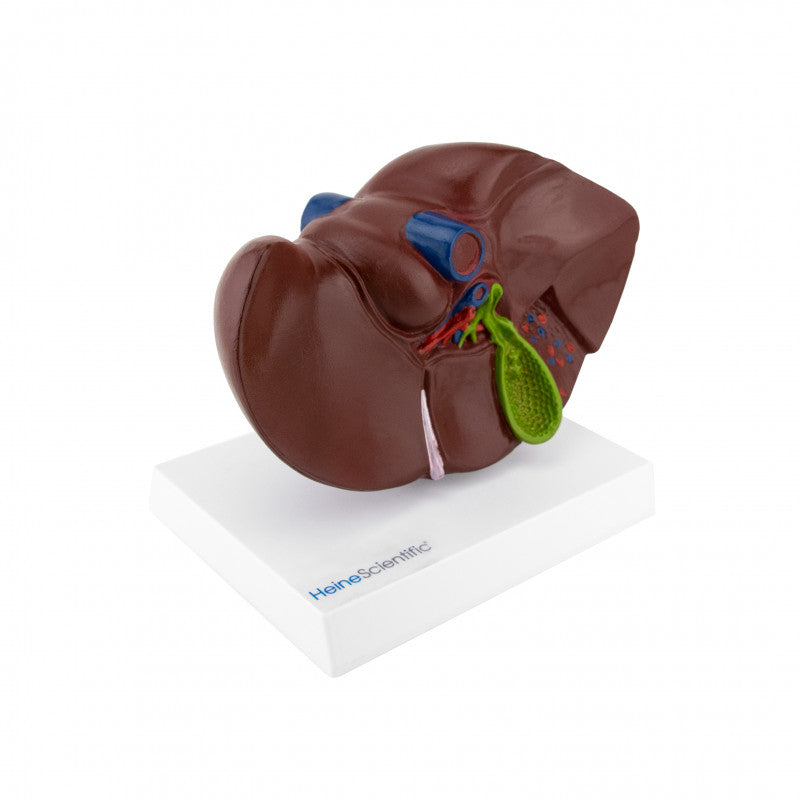 Model of Liver and Gall Bladder