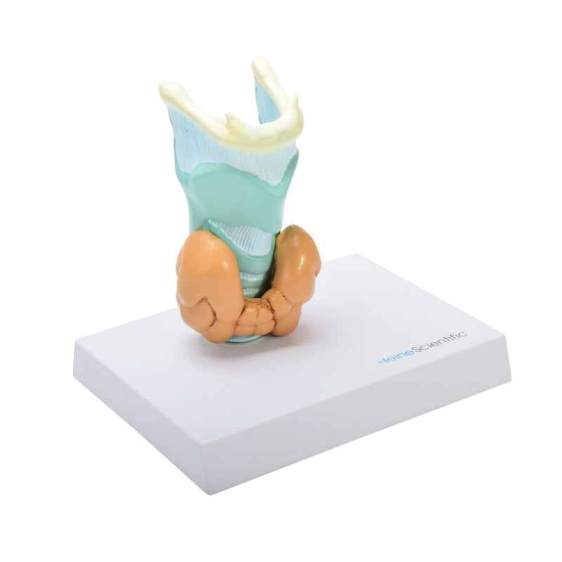 Thyroid Diseases Model