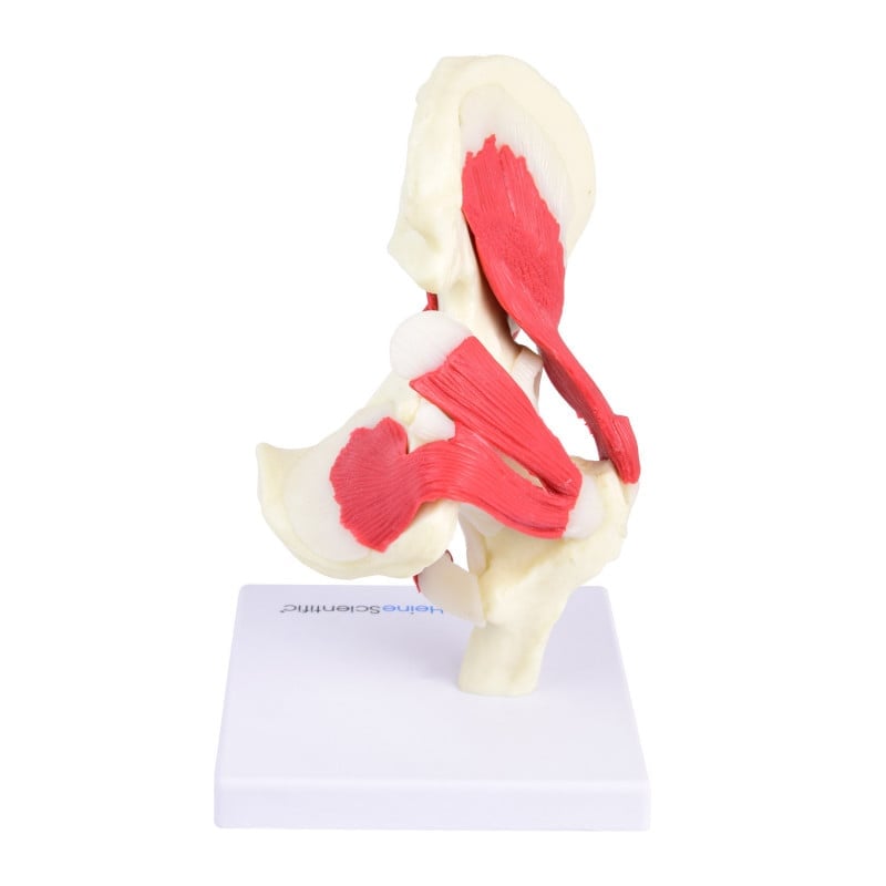 Hip Joint Model