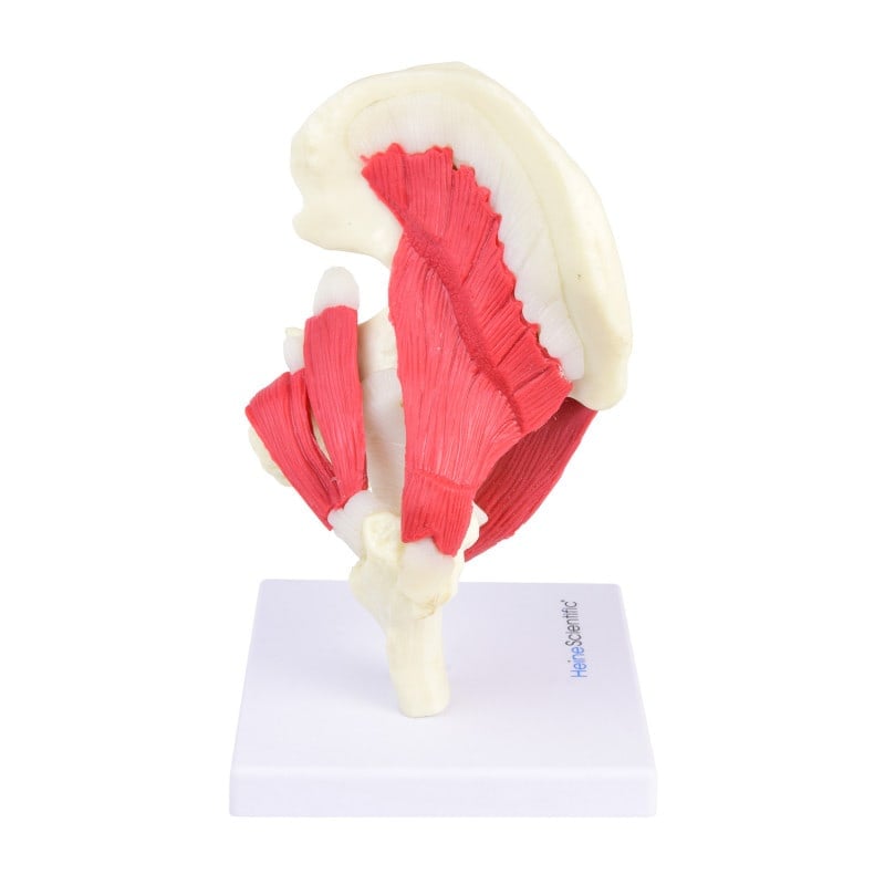 Hip Joint Model