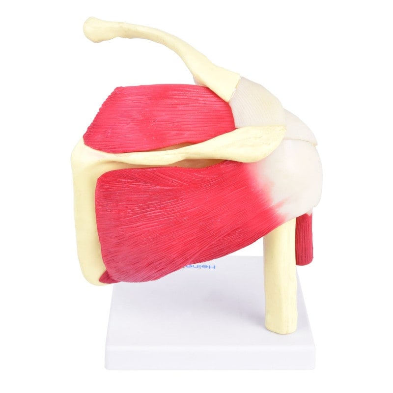 Shoulder Model