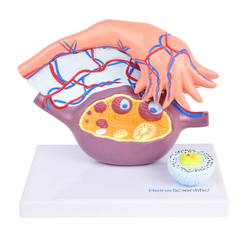 Ovary Model with Follicles