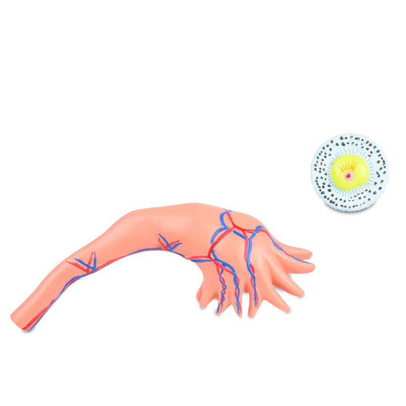 Ovary Model with Follicles