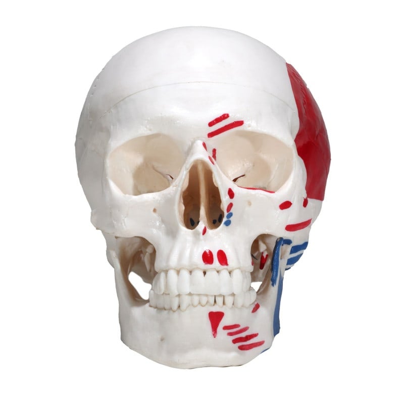 Skull Model with Painted Muscles