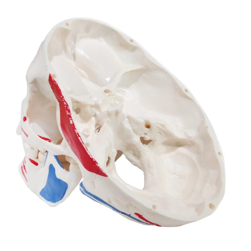 Skull Model with Painted Muscles