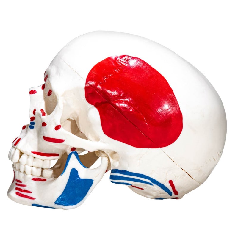 Skull Model with Painted Muscles