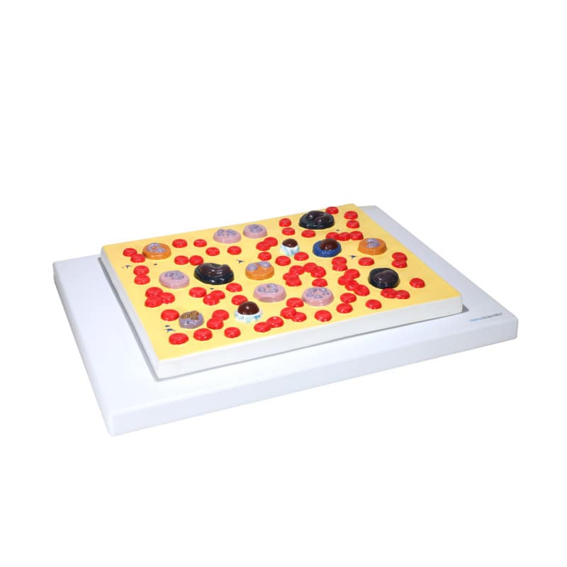 Model of Human Blood Cells