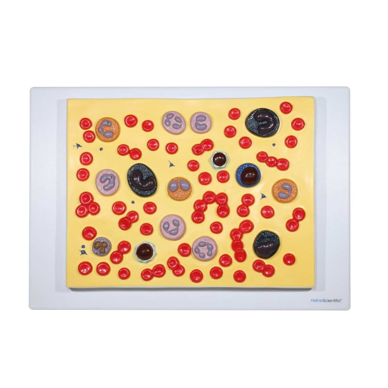 Model of Human Blood Cells