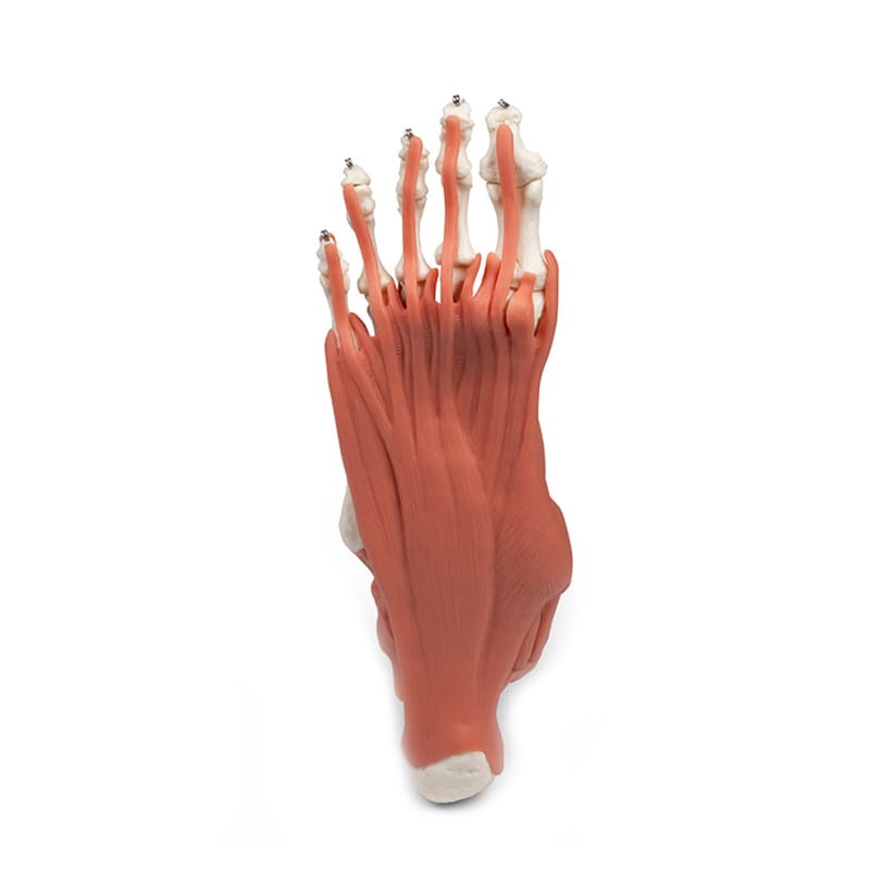 Foot Skeleton with Muscles and Tendons