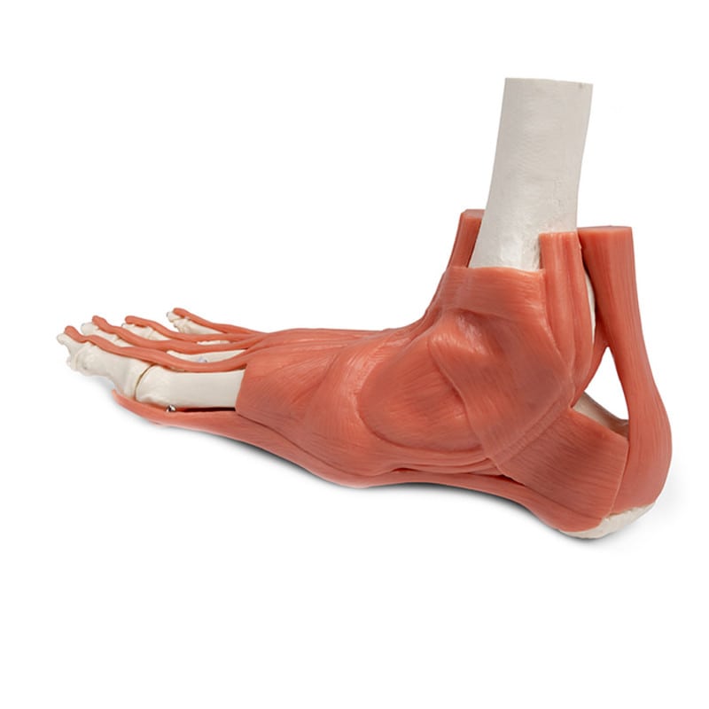 Foot Skeleton with Muscles and Tendons