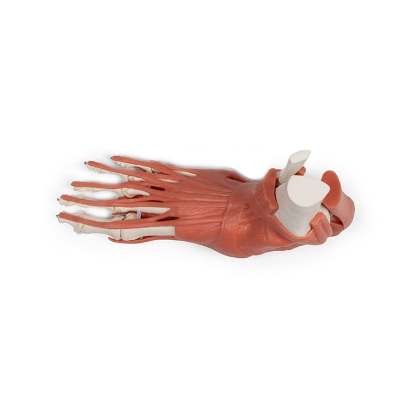 Foot Skeleton with Muscles and Tendons