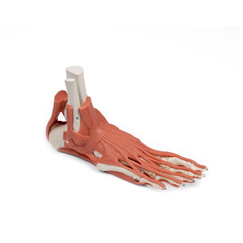 Foot Skeleton with Muscles and Tendons