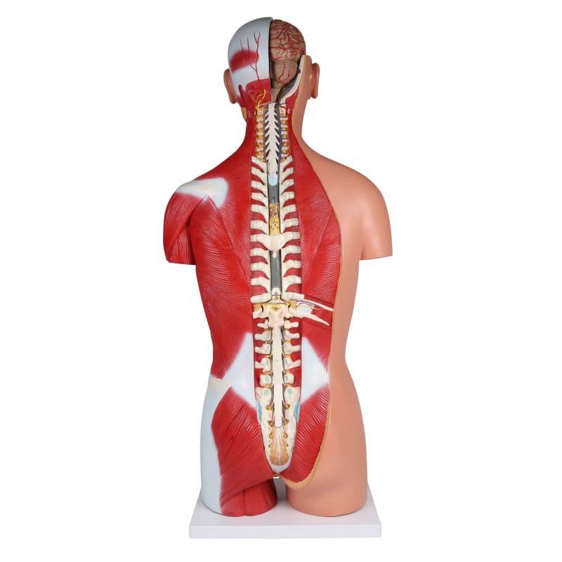 Bisexual Torso with Open Back, 28-Part