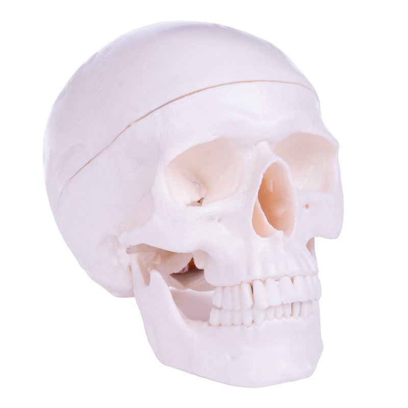 Skull Model with Brain